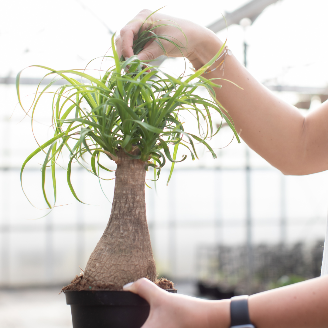 Ponytail Palm