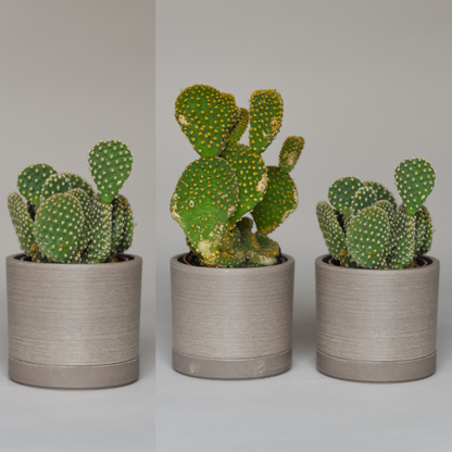 Cactus Bundles