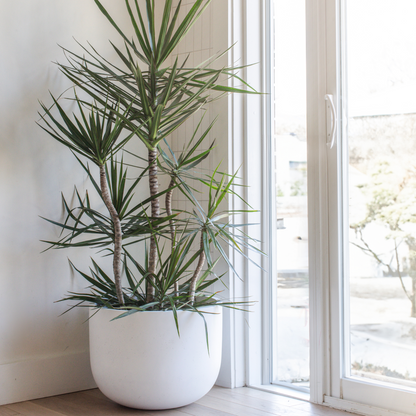 Dracena Marginata