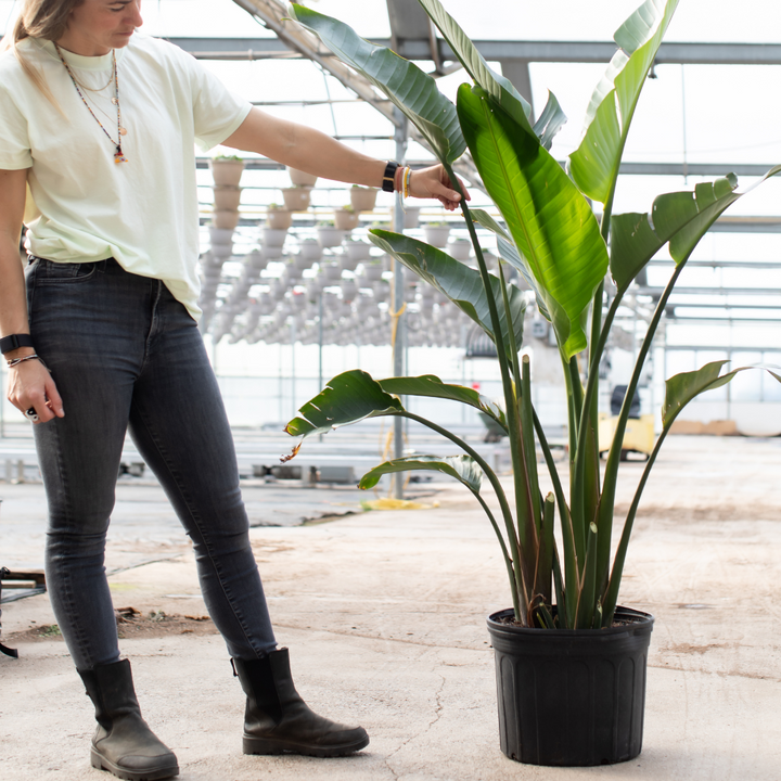 Bird of Paradise in Growers Pot