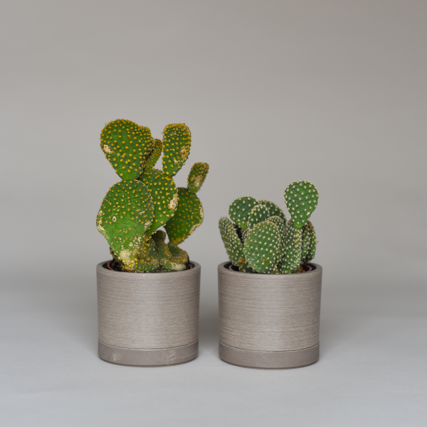 Cactus Bundles