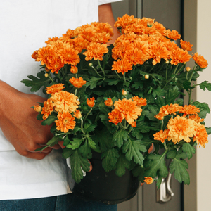 Éclat d'automne Chrysanthèmes d'automne