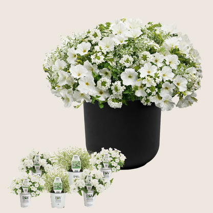 Ready-to-Plant Combo Kit: Alpine Snow