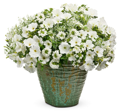 Ready-to-Plant Combo Kit: Alpine Snow