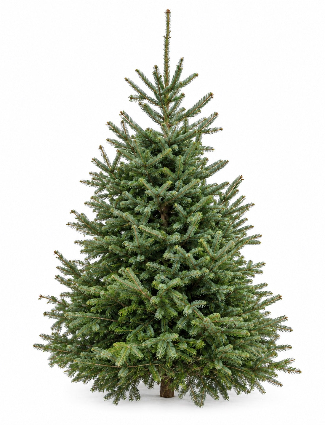 Fresh Cut Balsam Fir Christmas Tree - 6ft