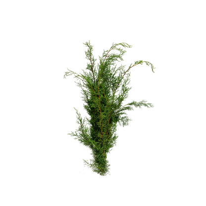 Carolina Sapphire Boughs