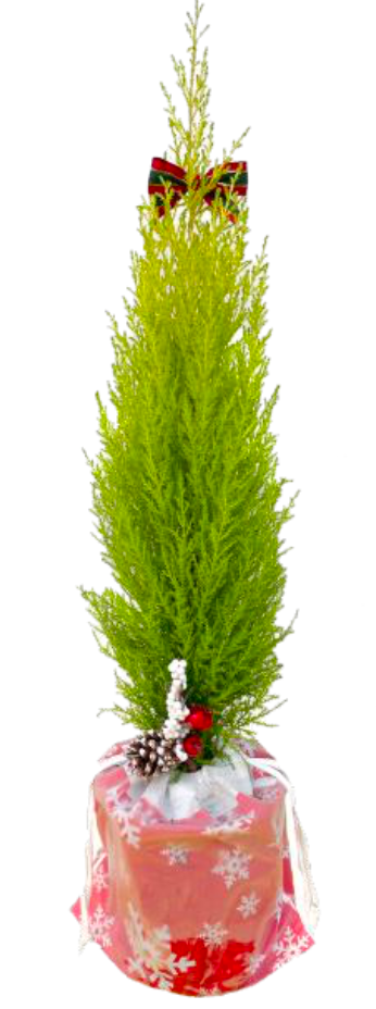 Lemon Cypress Tree