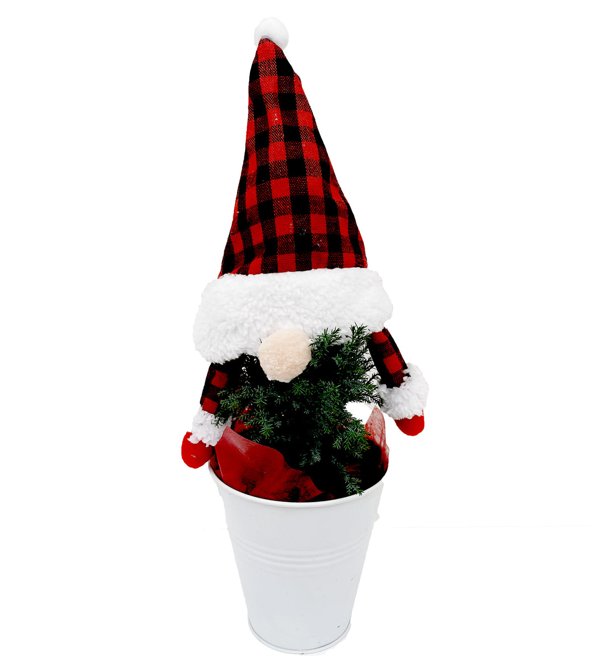 Mirjam Greencrest Cypress Gnome Tree