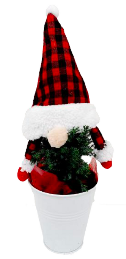 Mirjam Greencrest Cypress Gnome Tree