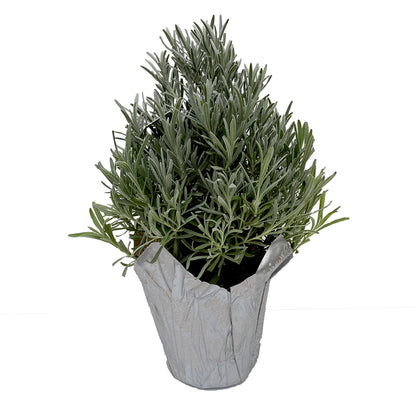 Lavender Tree Pyramid