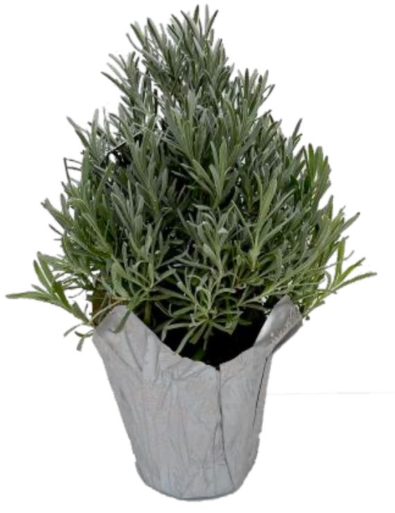 Lavender Tree Pyramid