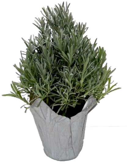 Lavender Tree Pyramid