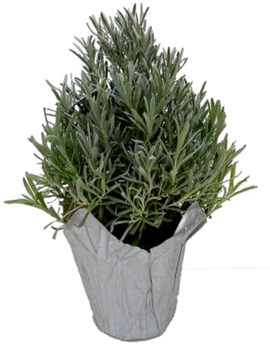 Lavender Tree Pyramid
