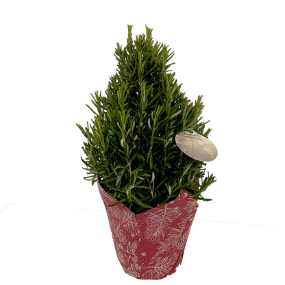 Rosemary Tree Pyramid