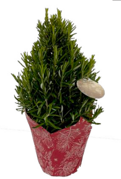 Rosemary Tree Pyramid