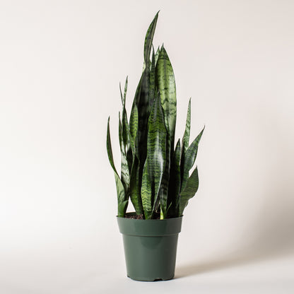 Snake Plant