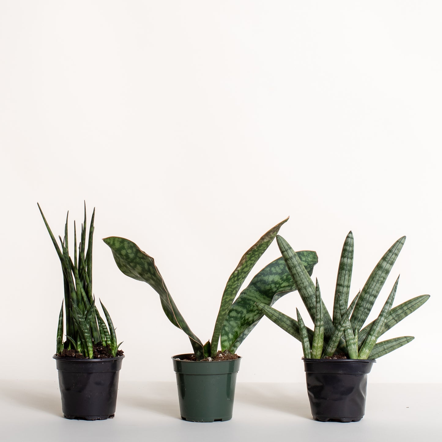 Snake Plant