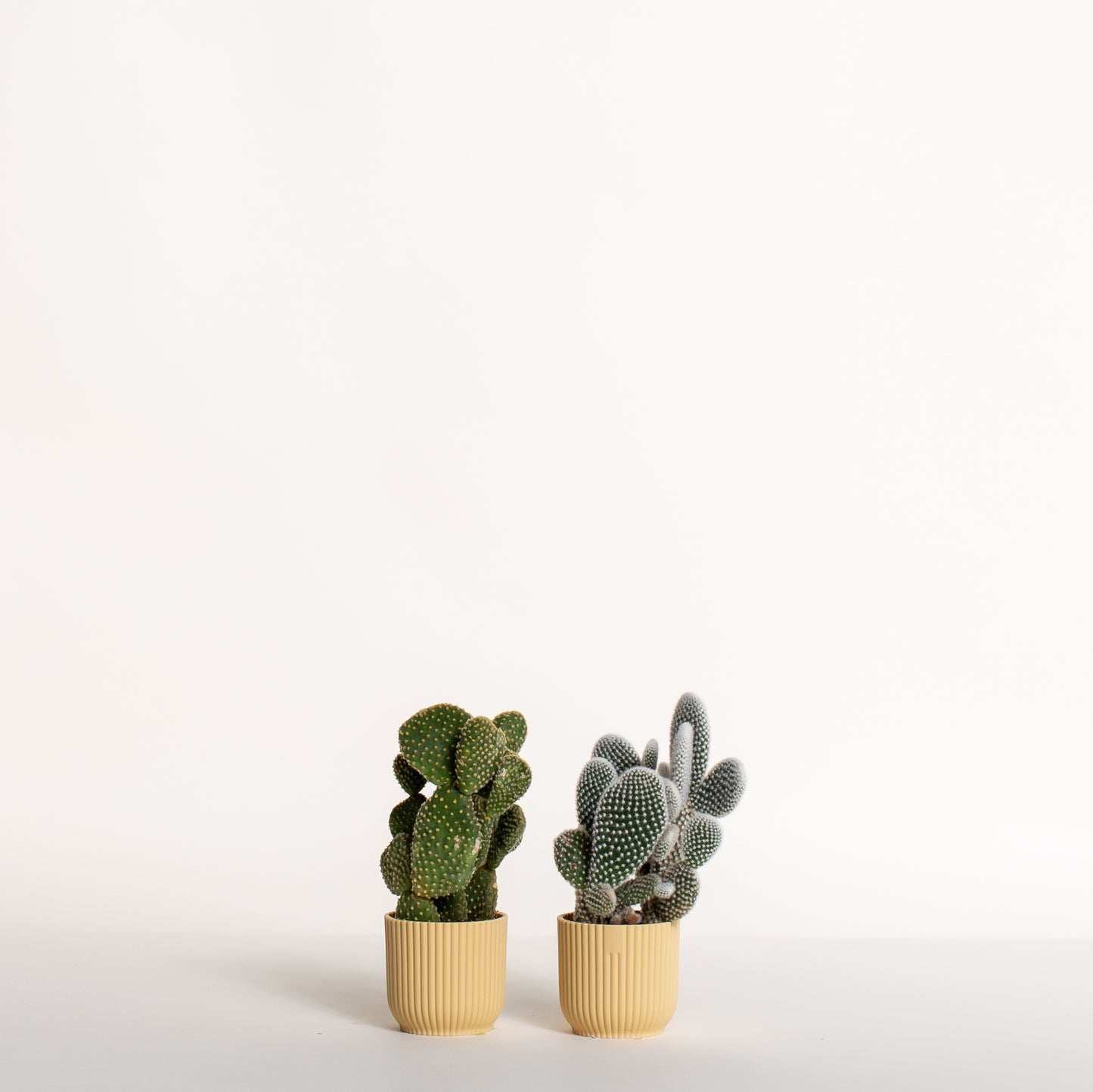 Cactus Duo