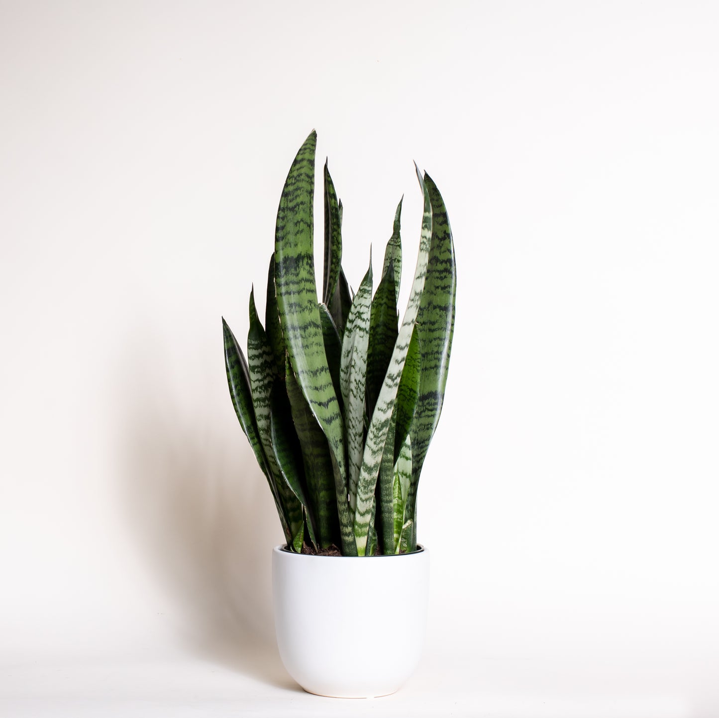 Snake Plant