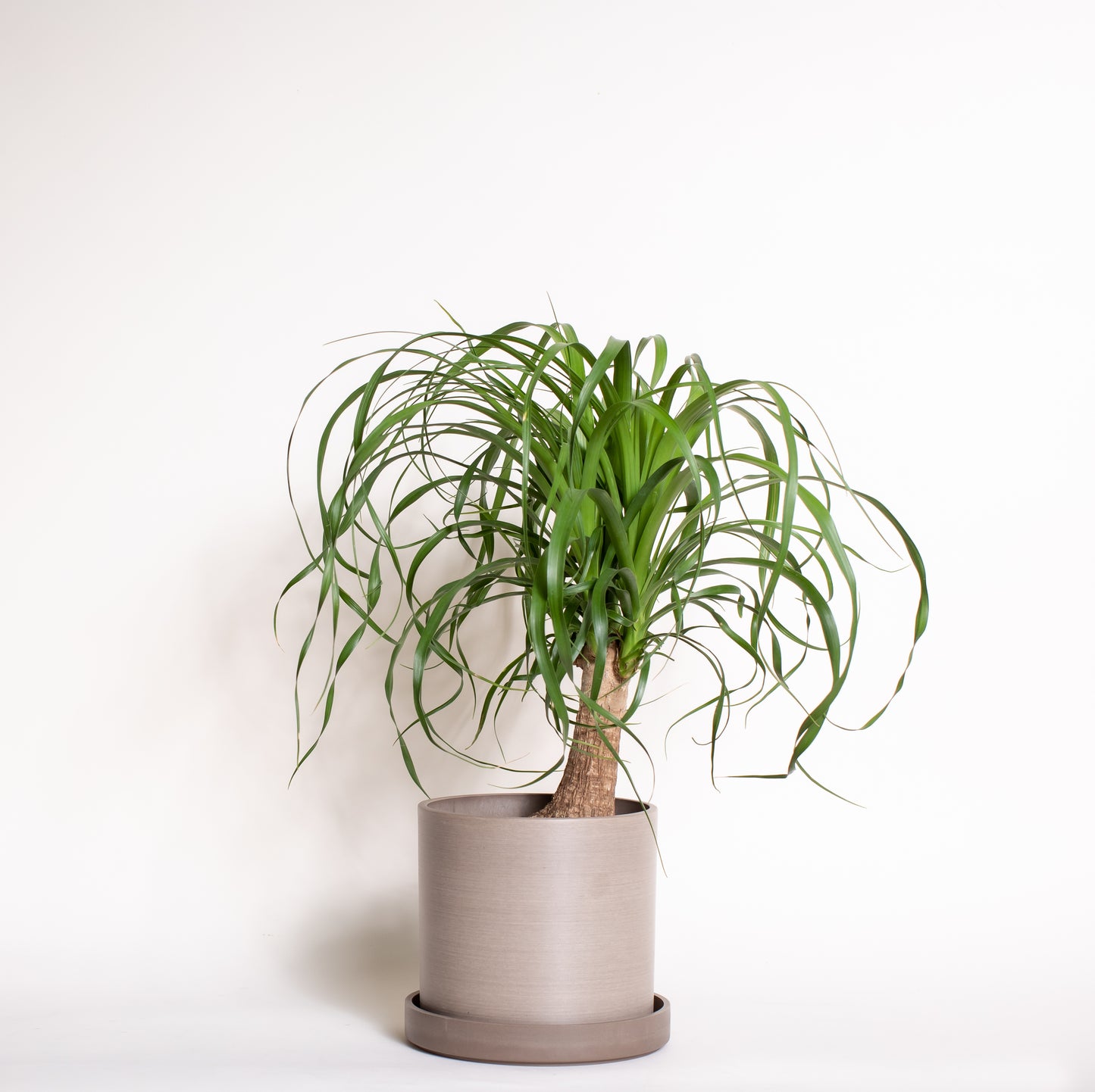 Ponytail Palm