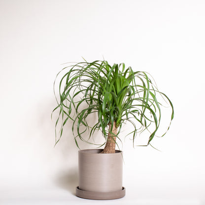 Ponytail Palm