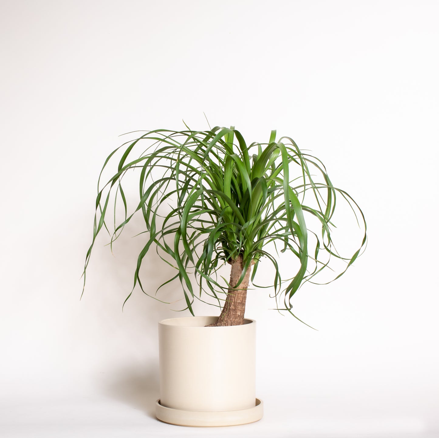 Ponytail Palm