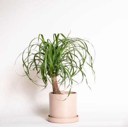 Ponytail Palm