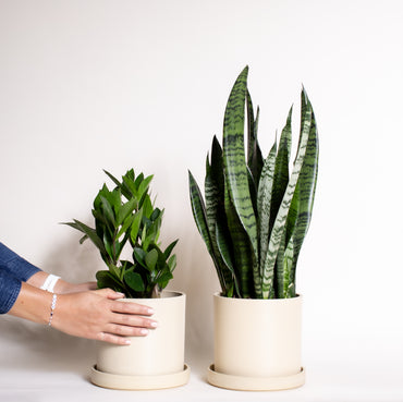 chinese money plant canada Chinese Money Plant – Foli