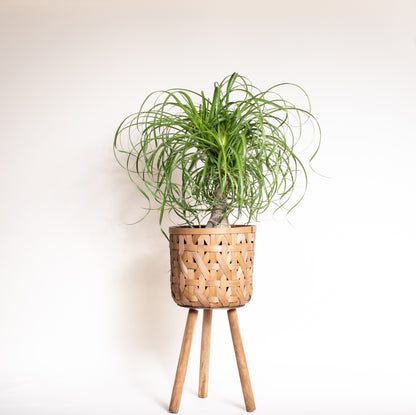 Ponytail Palm