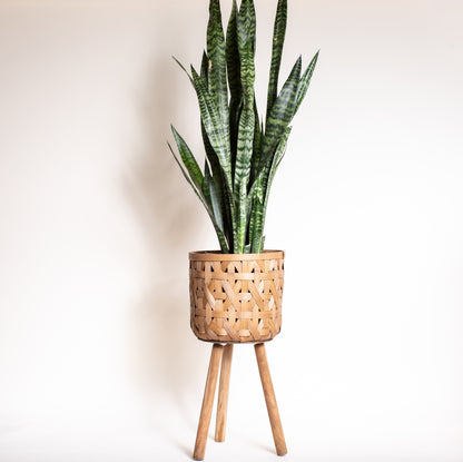 Snake Plant