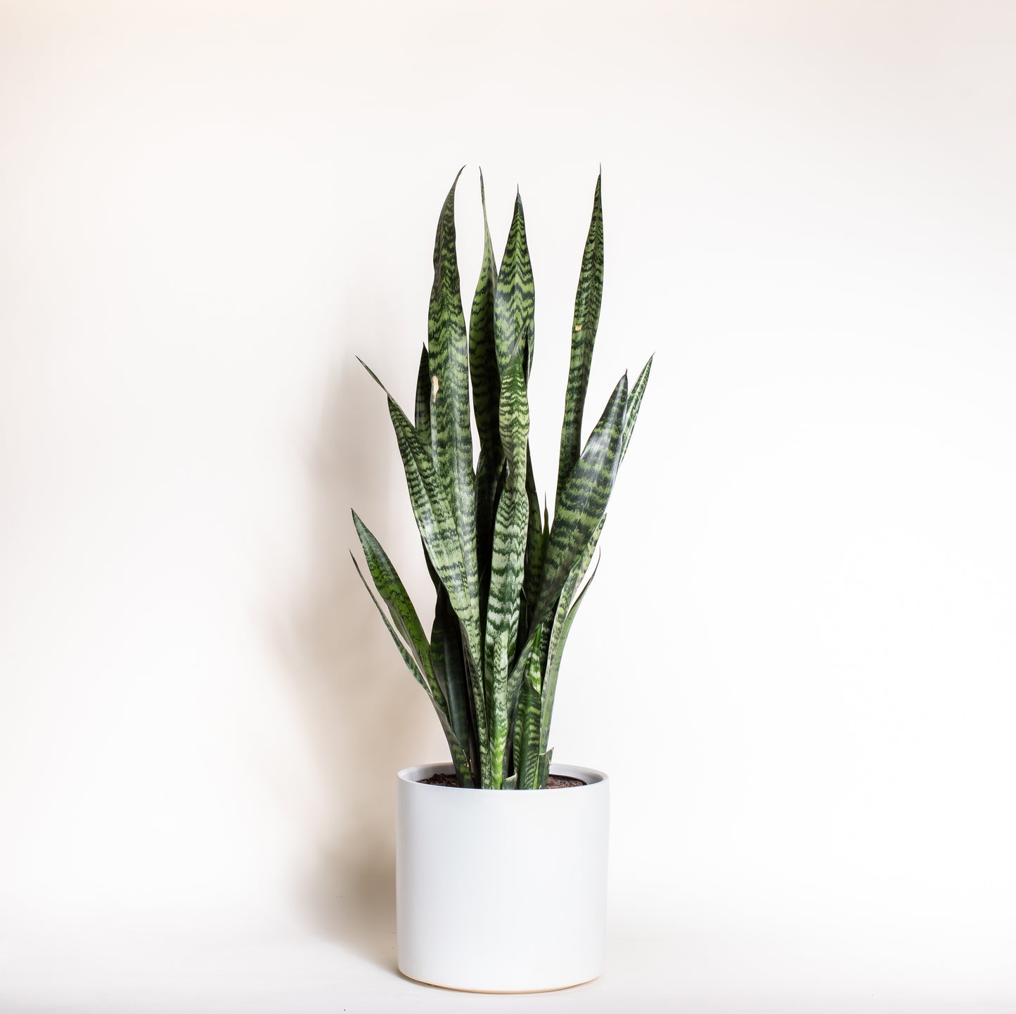 Snake Plant