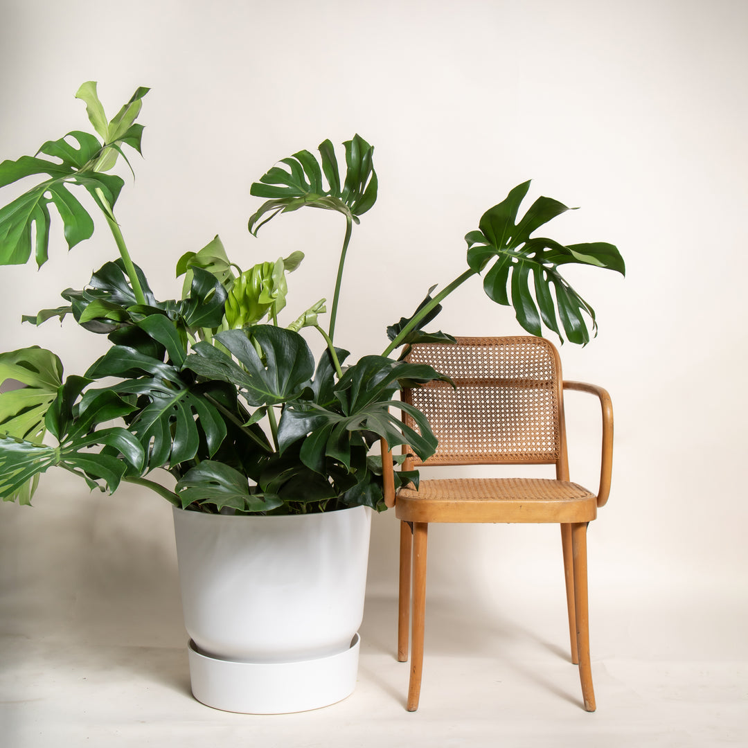 Monstera