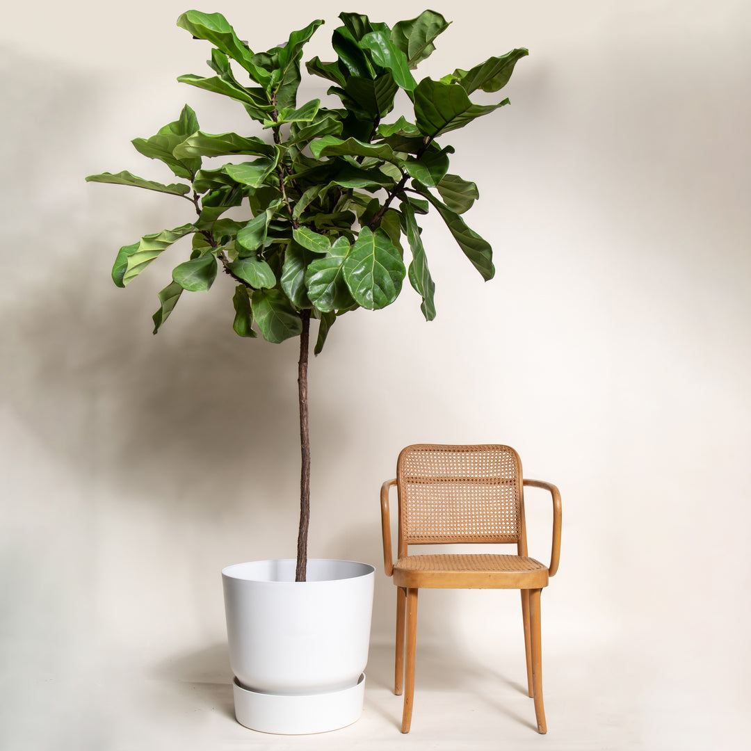 Extra Large Fiddle Leaf Fig