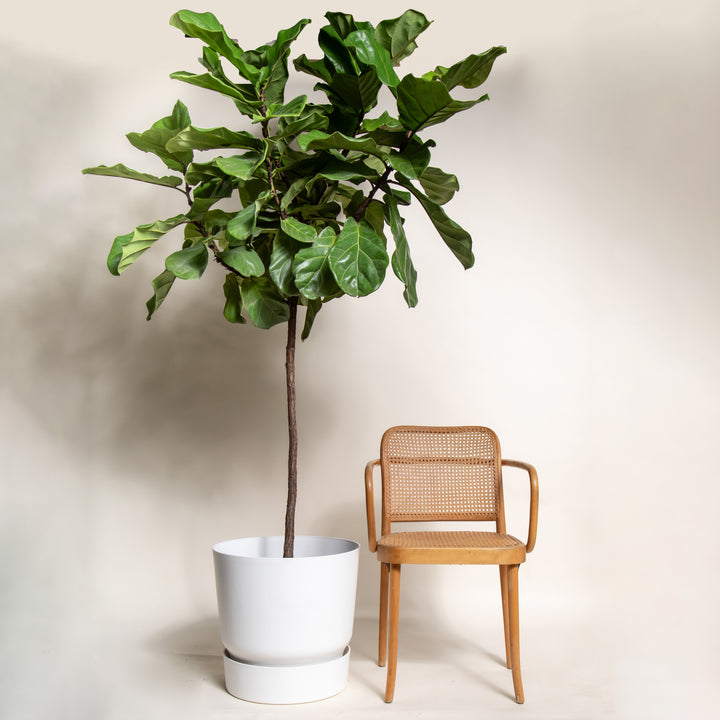 Extra Large Fiddle Leaf Fig