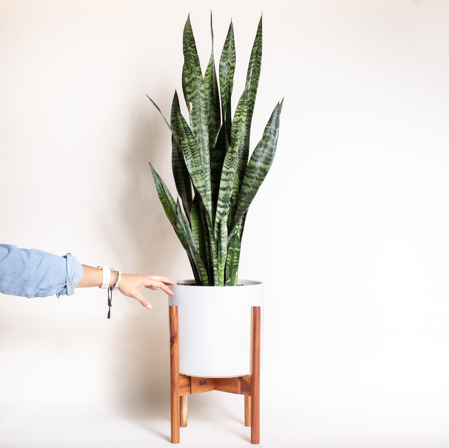 Snake Plant