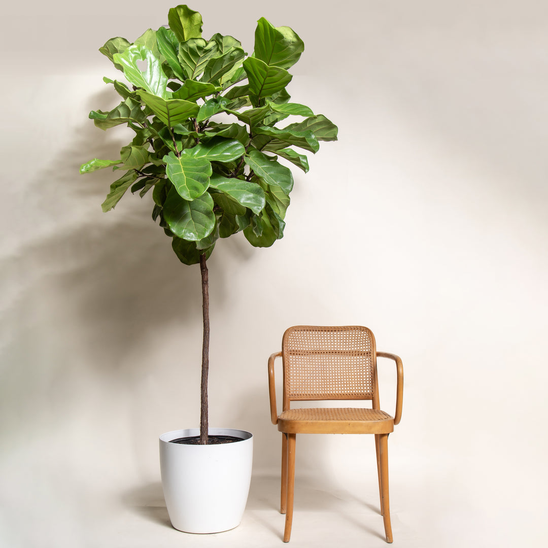 Extra Large Fiddle Leaf Fig