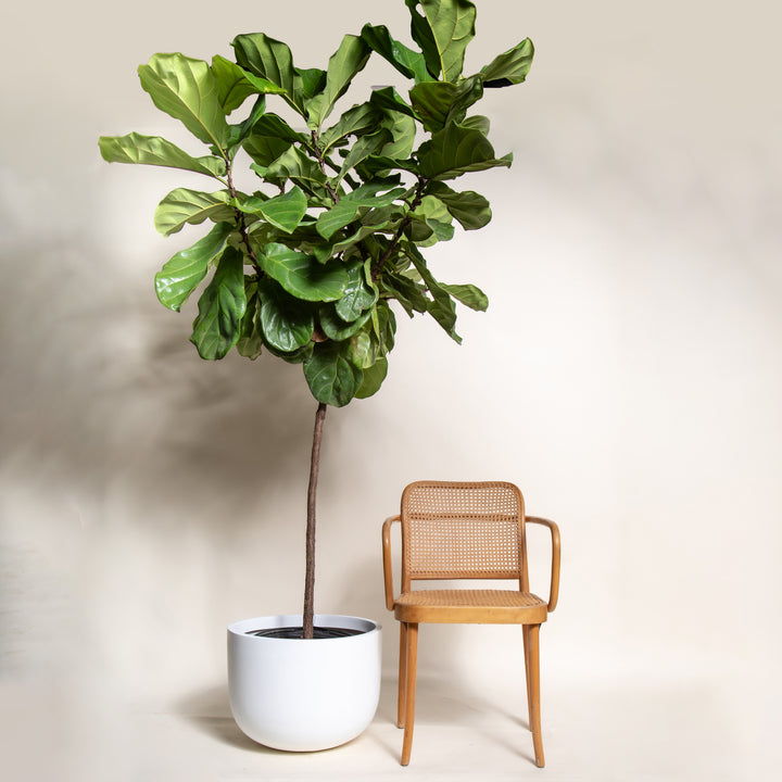 Extra Large Fiddle Leaf Fig