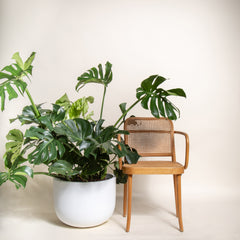 Monstera