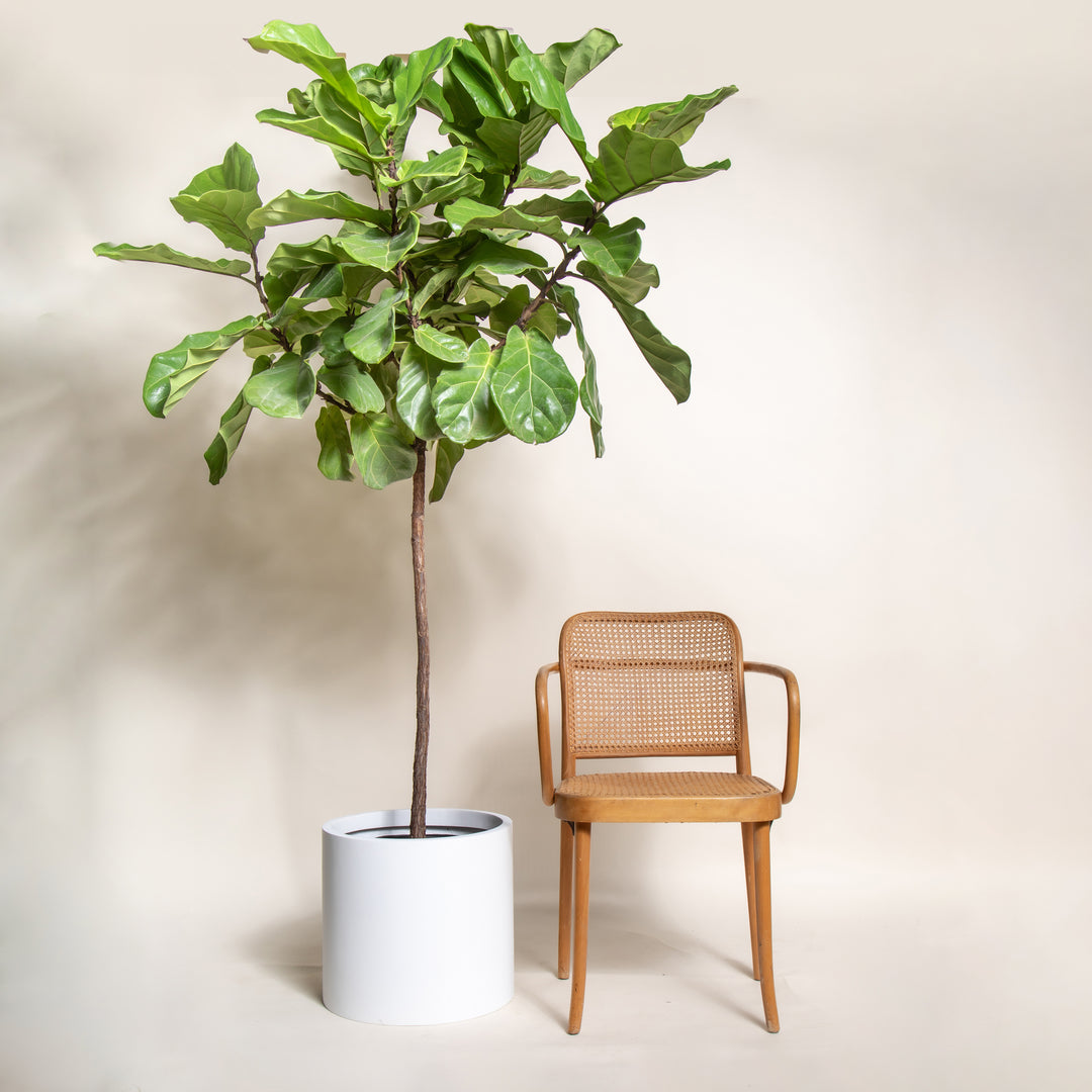 Extra Large Fiddle Leaf Fig