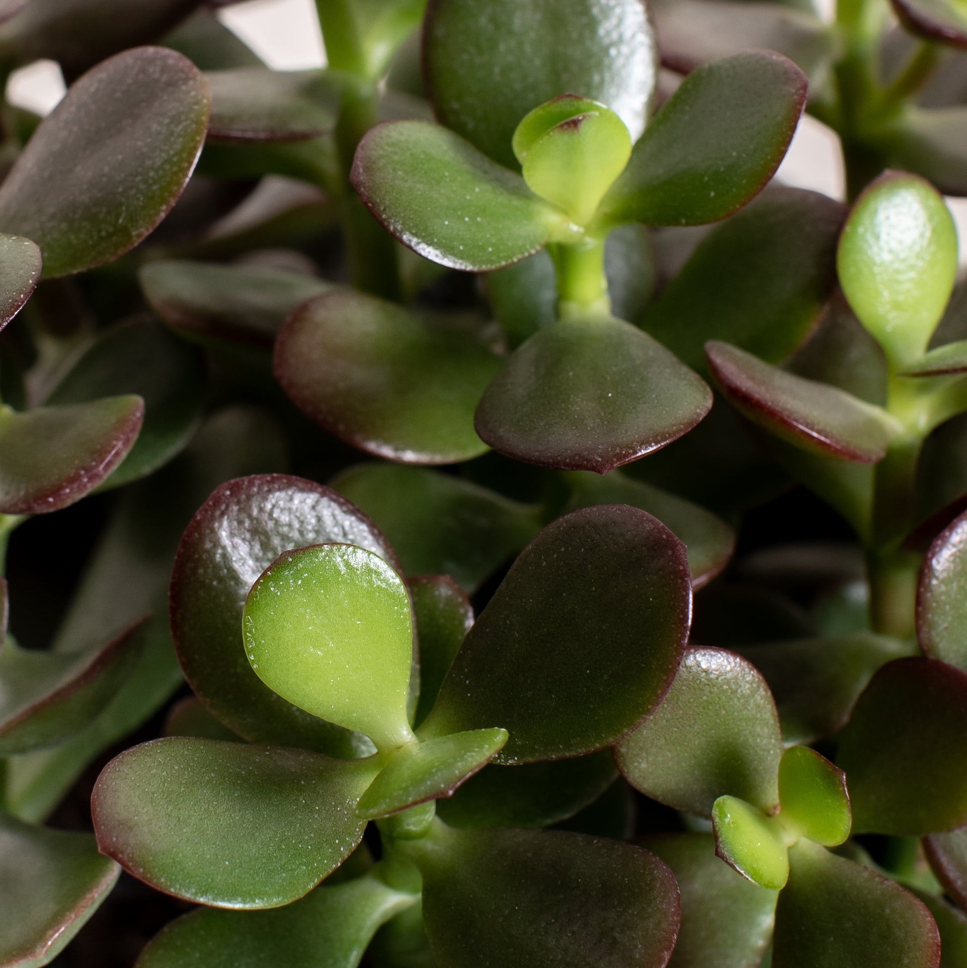 jade plant medicinal properties Jade – Foli