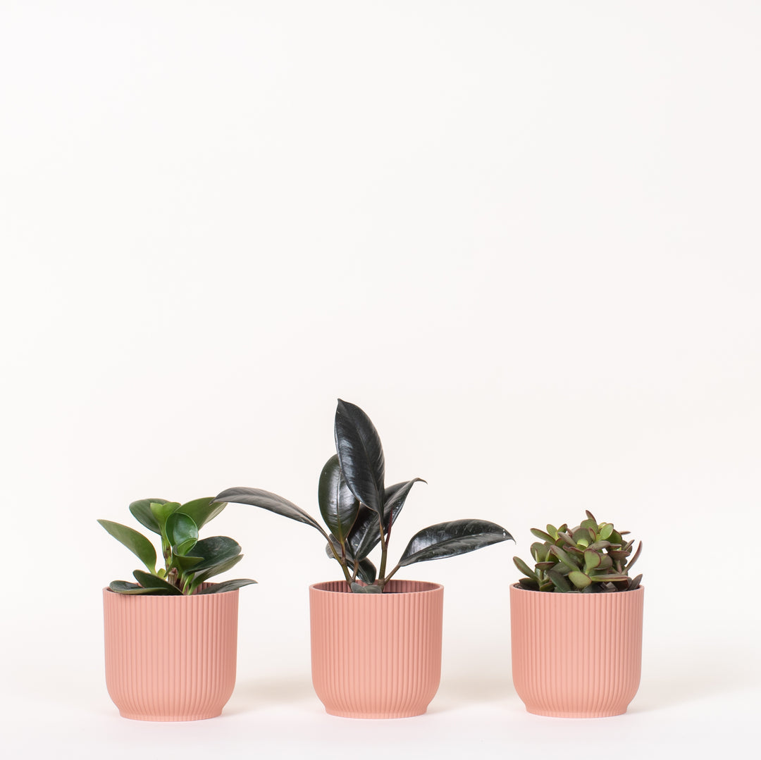Small Potted Beginners Bundle