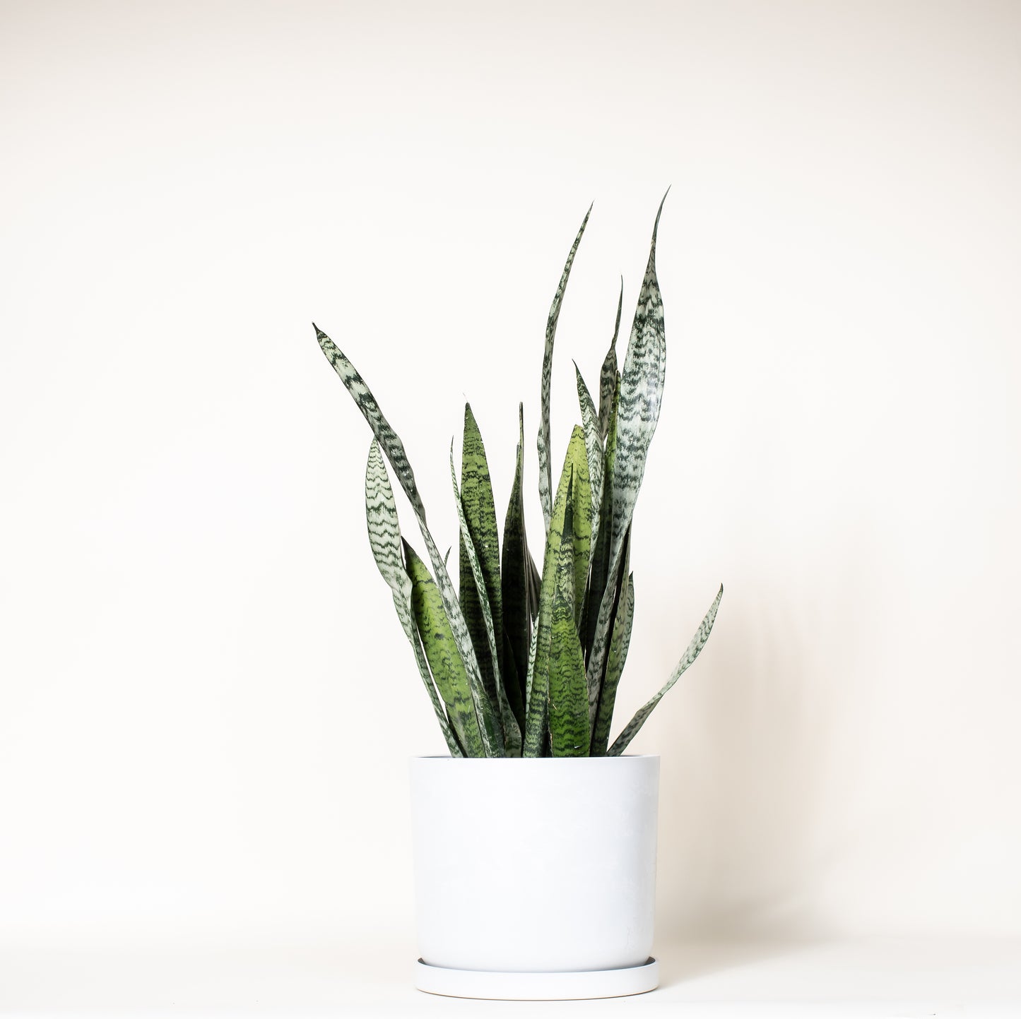 Snake Plant