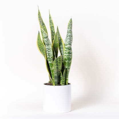 Snake Plant