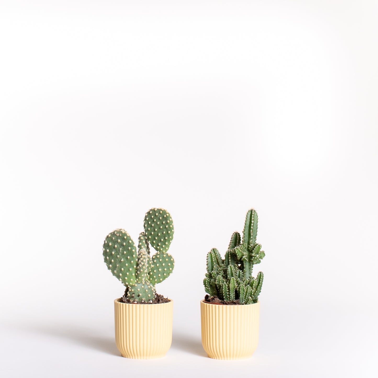 Cactus Duo
