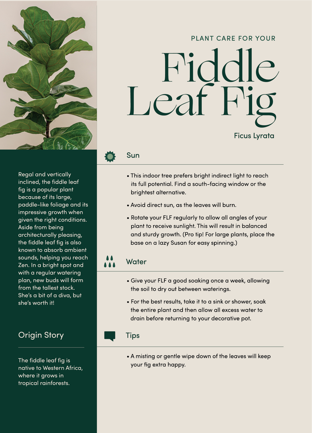 Extra Large Fiddle Leaf Fig