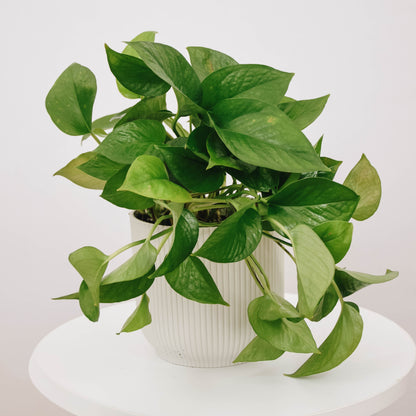 Jade Pothos