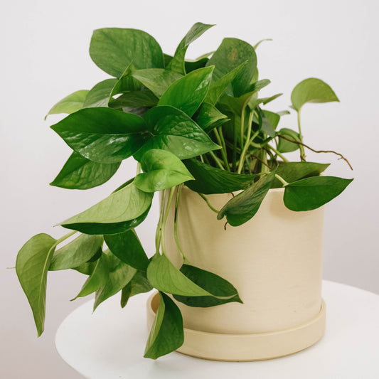 Jade Pothos