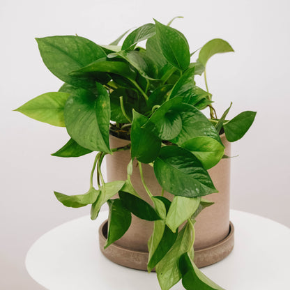 Jade Pothos