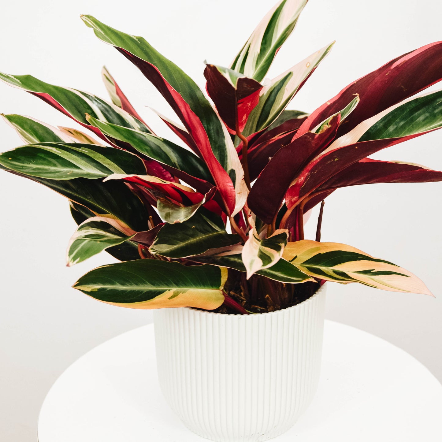 Tricolour Prayer Plant