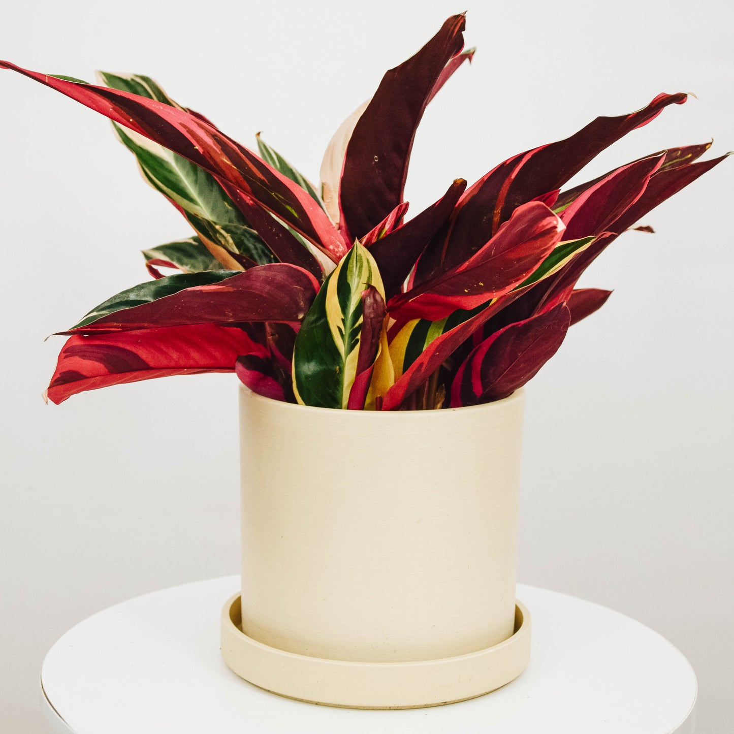 Tricolour Prayer Plant